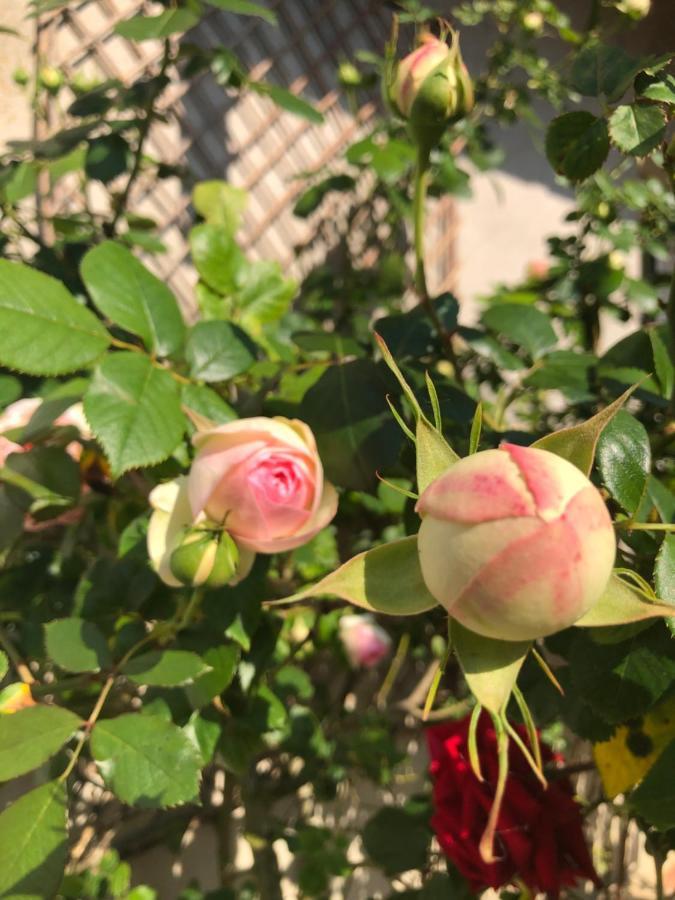 Le Chai De La Rose Spa Et Seances Bien Etre Doué-la-Fontaine Eksteriør billede
